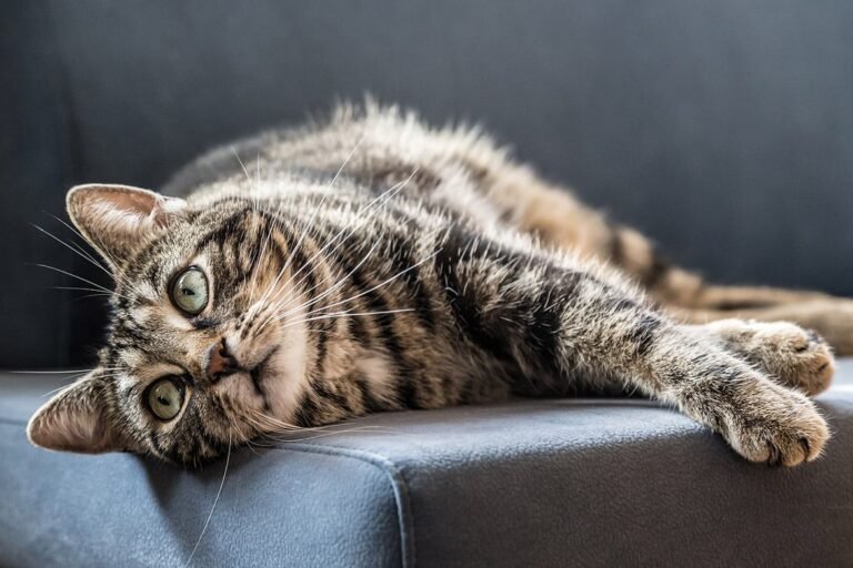 Is Your Cat Sleeping Too Much – or Not Enough?